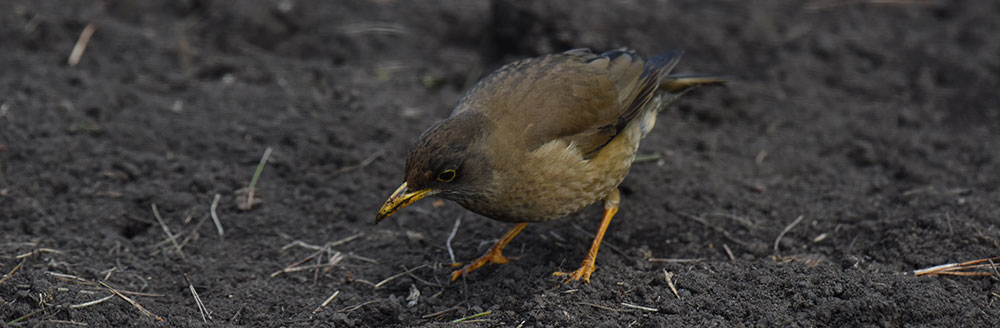 FALKLAND THRUSH Turdus falcklandii 